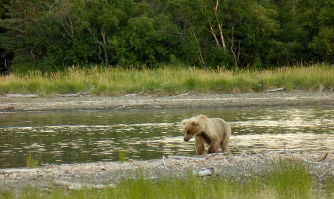 Bear 500 walking on the beach at Brooks Camp