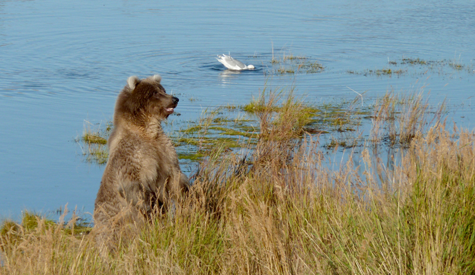 500 standing at the edge of the Brooks River