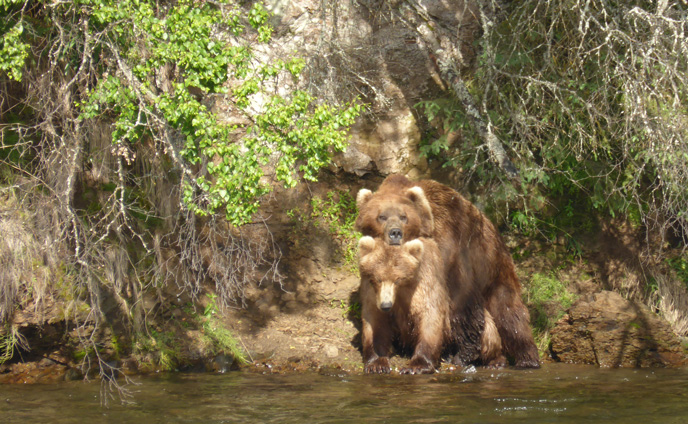 bears mating on river bank