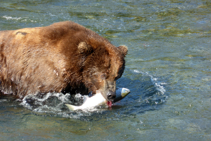large bear with salmon in its mouth