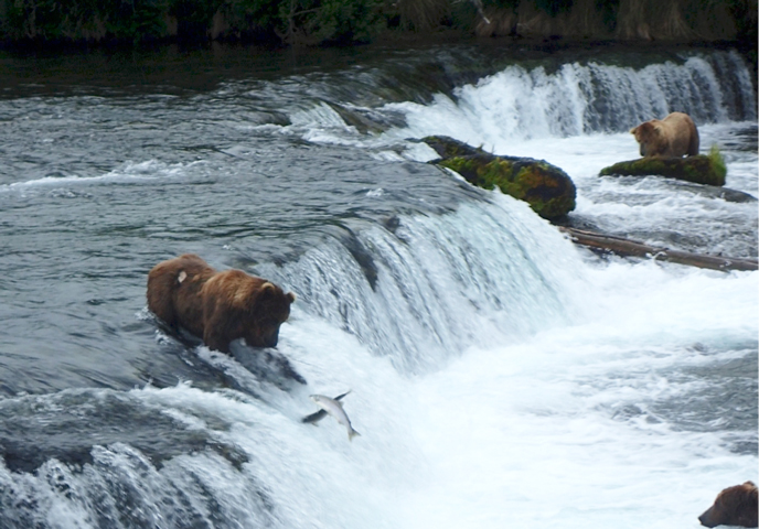 bear fishing for jumping salmon at Brooks Falls