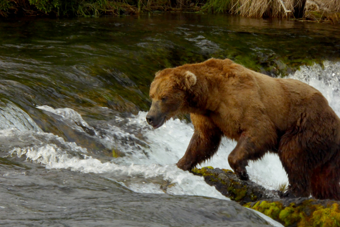 bear walking on rocks in river