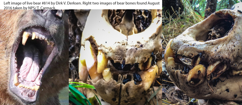 A comparison of 814's teeth and those of the skeleton's