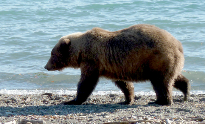 854 Divot walking on the shore of Naknek Lake