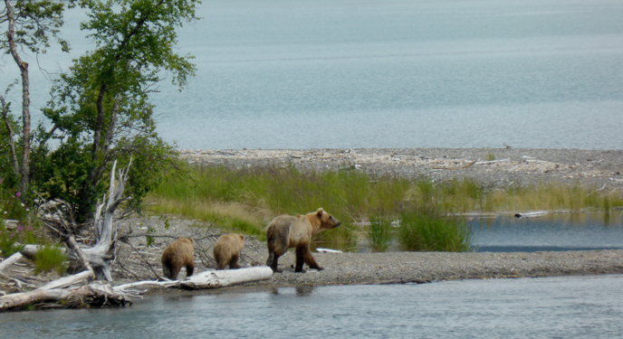 bear and yearling cubs on beach