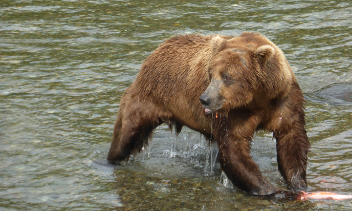bear standing and eating fish