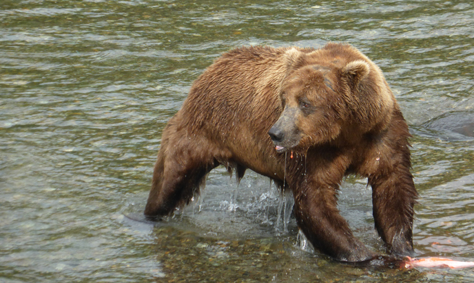 856 eating a fish near Brooks Falls