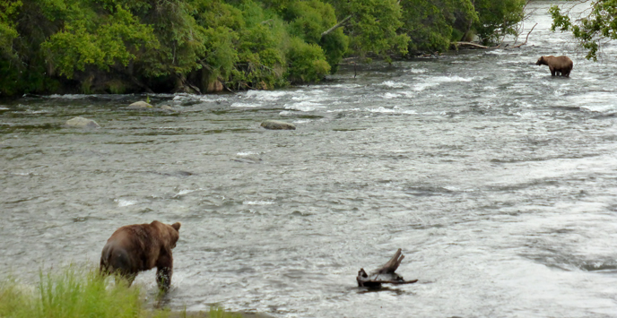 Bear 856 follows bear 402 downstream of Brooks Falls Bear 856 follows bear 402 downstream of Brooks Falls