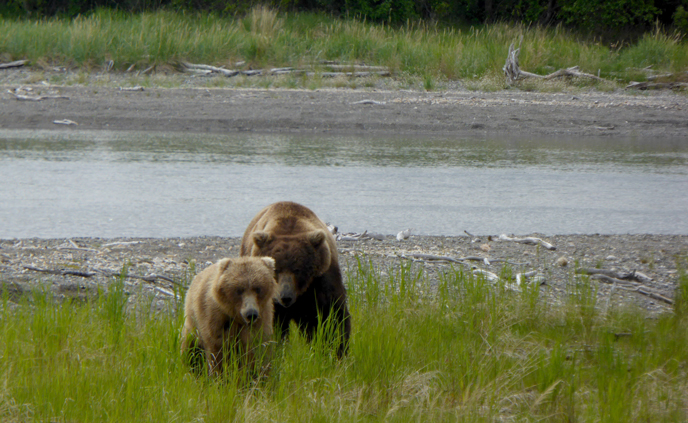 Adult male bear follows an adult female bear