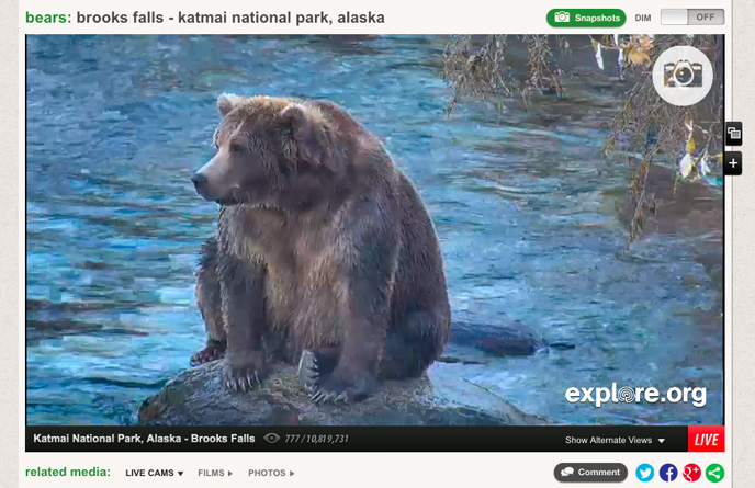 bear sitting on rock