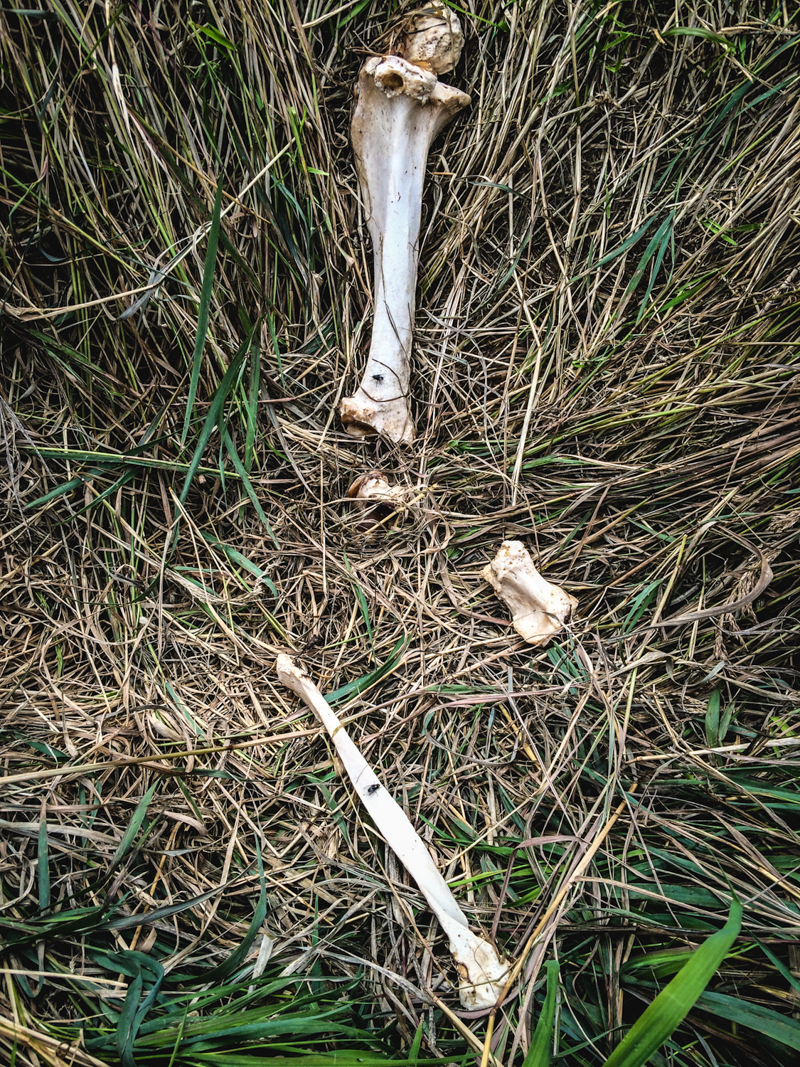 Bear bones lay in the grass