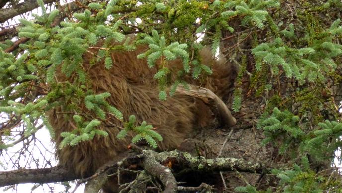 Bear 402's yearling cub in a tree near Brooks Falls