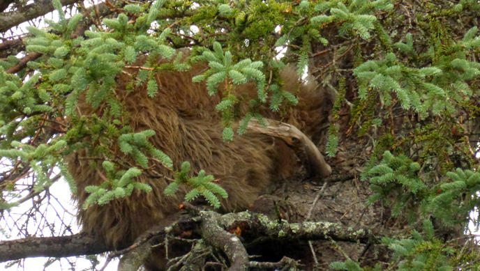Bear 402's yearling cub in a tree near Brooks Falls Bear 402's yearling cub in a tree near Brooks Falls