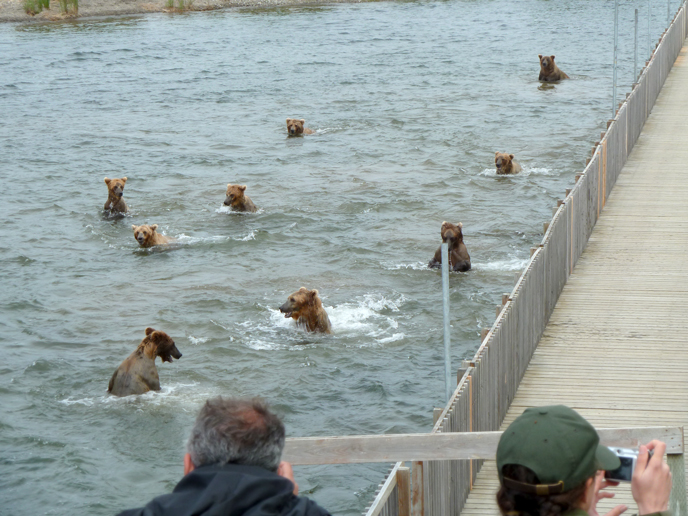 Many bears splashing in water near a wooden bridge