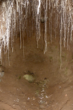 Inside of a bear den on Dumpling Mountain