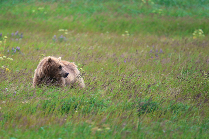 Bear in meadow