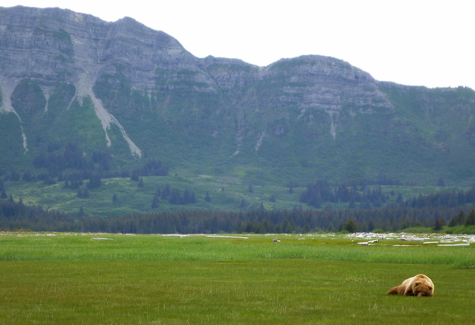 Bear in meadow at Hallo Bay