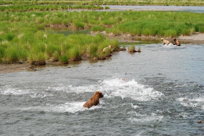 Bear jumping in frothy water full of salmon. Other bears standing in grass in background.