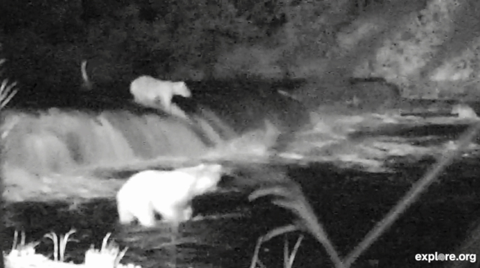 bears at night at Brooks Falls