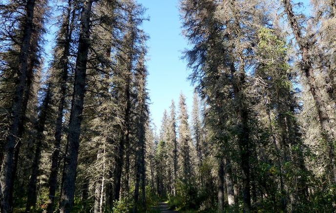 Beetle-killed spruce along the Brooks Falls Trail