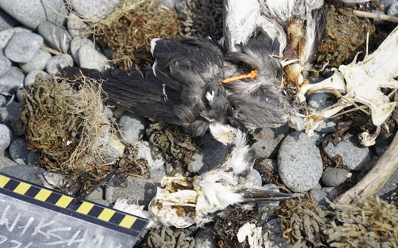A tagged common murre carcass