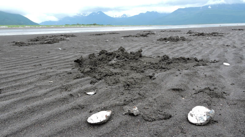 Clams dug up and left on the beach