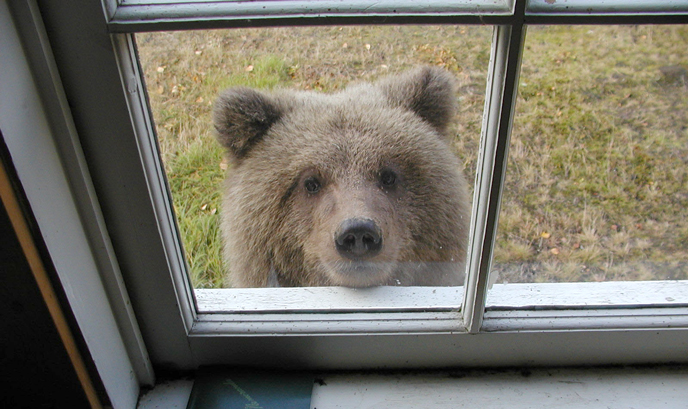 Curious cub looking in the window of a cabin at Lake Brooks