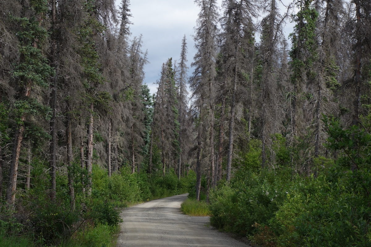 Spruce trees along the road to the Valley of Ten Thousand Smokes