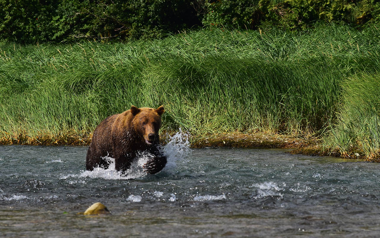 Image result for bear salmon