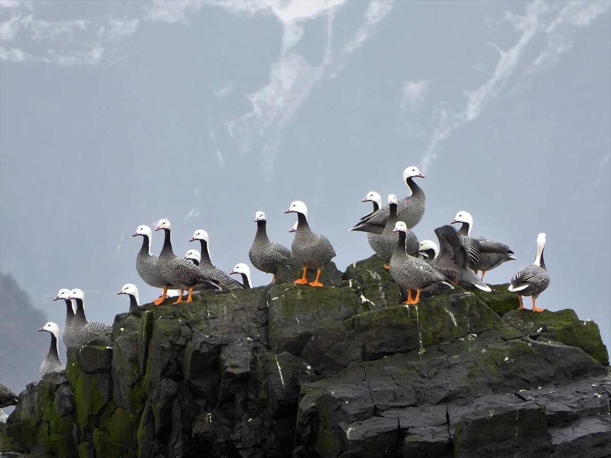 Emperor geese standing on a rock