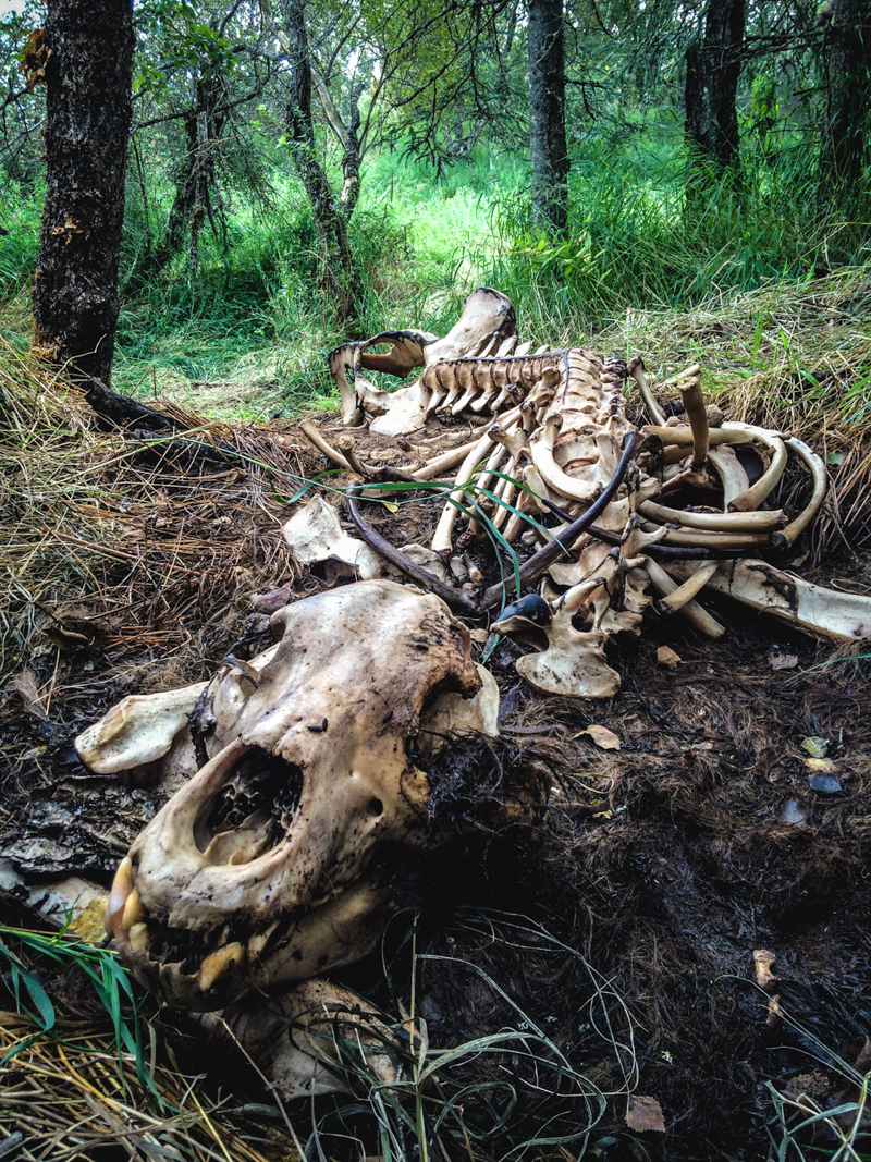 Black bear skeleton