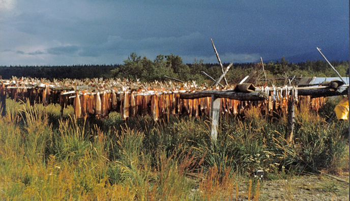 Salmon drying on traditional racks