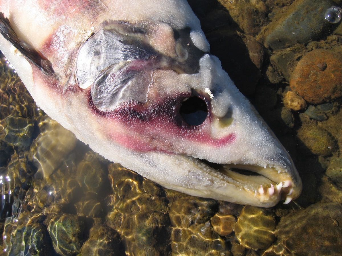 Fungus covered salmon