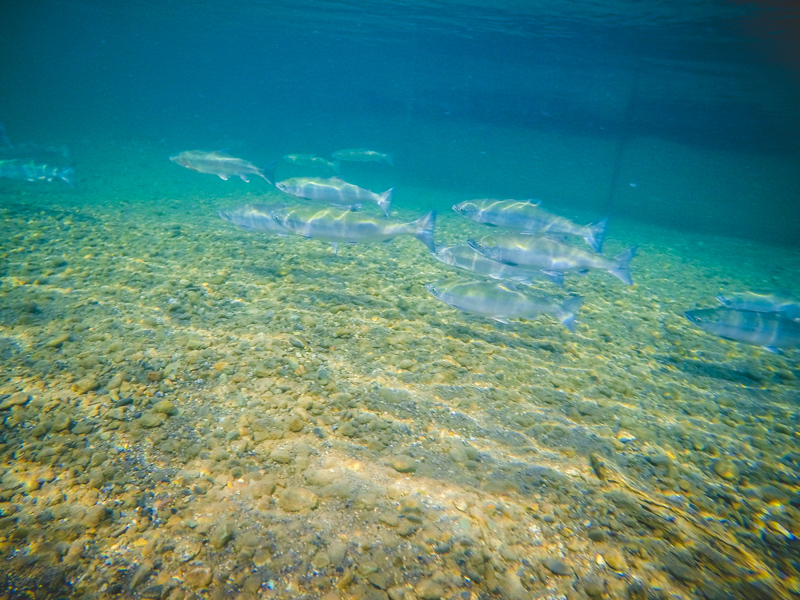 A school of sockeye salmon in the river