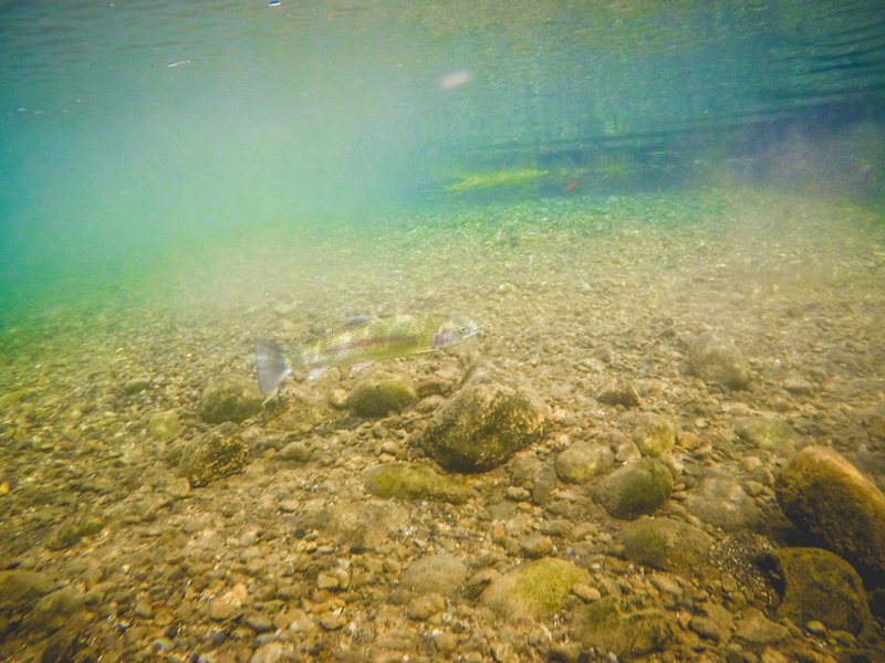 A rainbow trout swims by