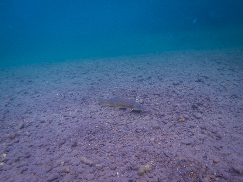 A long nose sucker swims along the river bottom