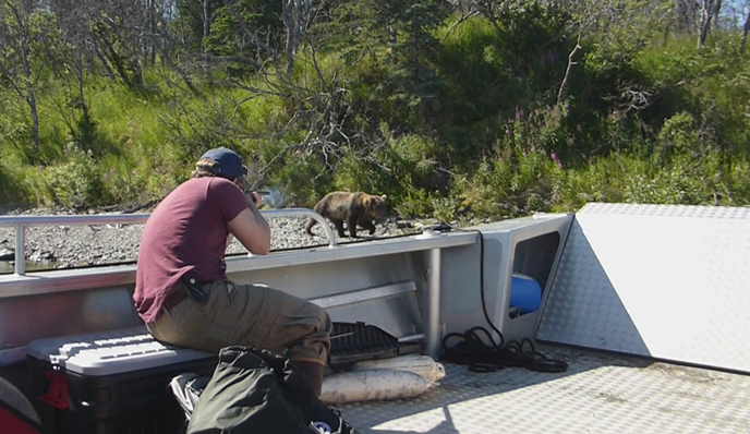 NPS wildlife biologist Grant Hilderbrand fires a tranquilizing dart at 854 Divot