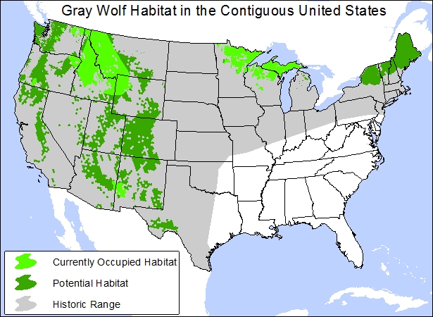 A map depicts past, current and potential future wolf habitiat