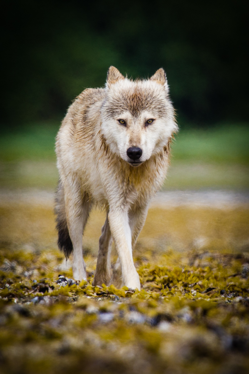 A grey wolf in Amalik Bay