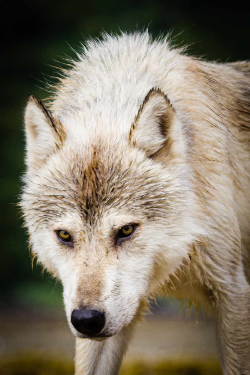 A grey wolf in Amalik Bay