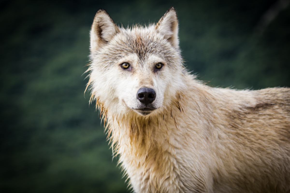 A grey wolf in Amalik Bay