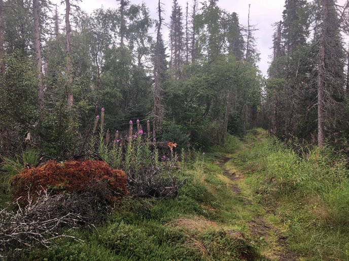 View down the trail connecting Lake Brooks and the Valley Road cabins spruce forest with colorful trailside plants