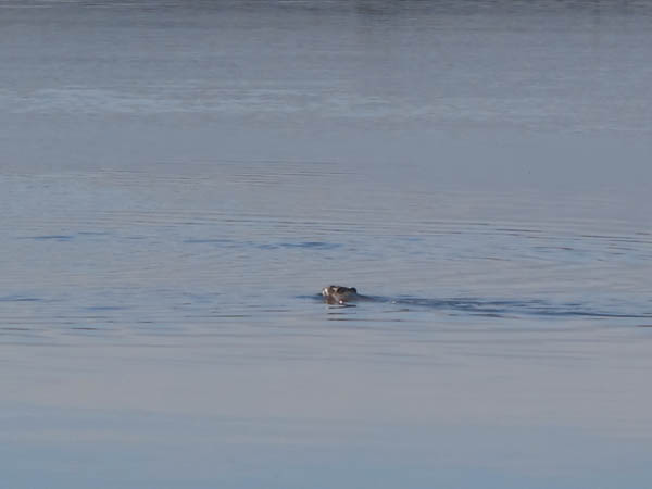 A muskrat swims in the Naknek River