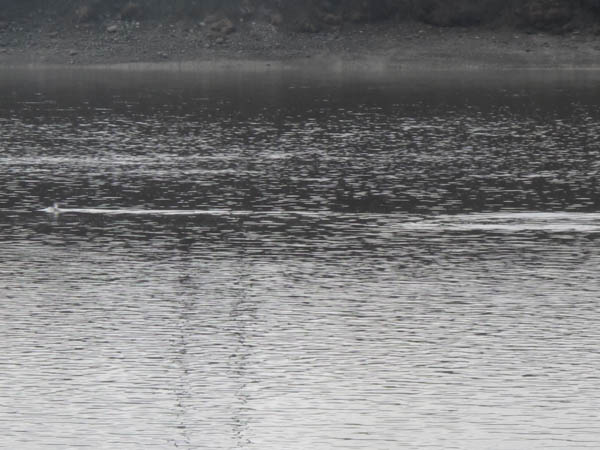 Beluga whales breach in the Naknek River