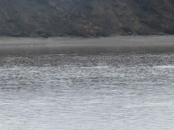 A beluga whale surfaces in the distance