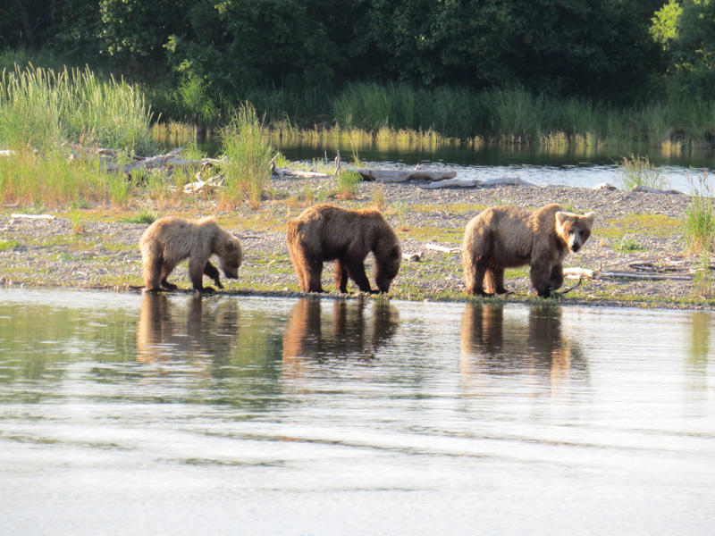 435 Holly and her two cubs