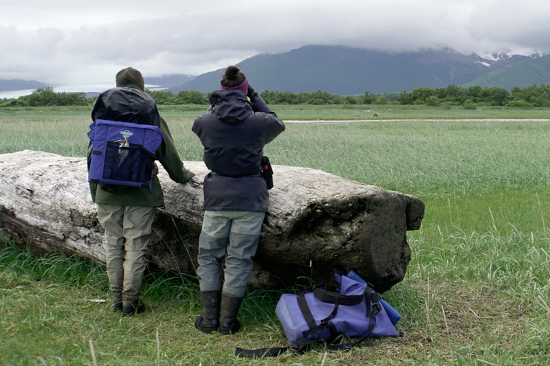 Rangers observe two bears in a sedge meadow