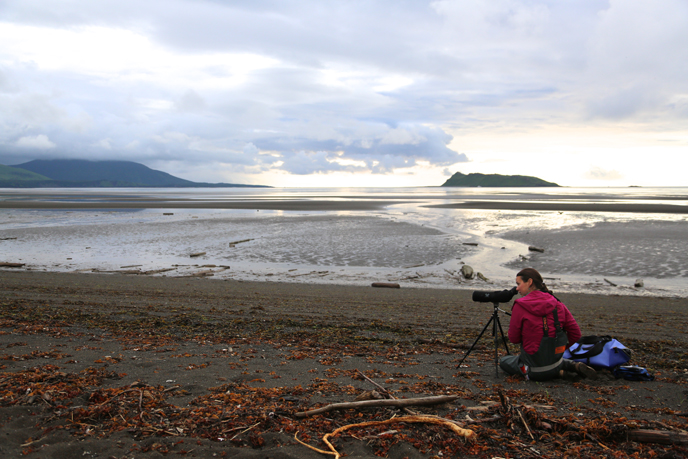 sitting person scans for bears through spotting scope