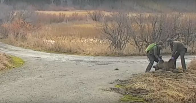 biologists carry dead bear cub