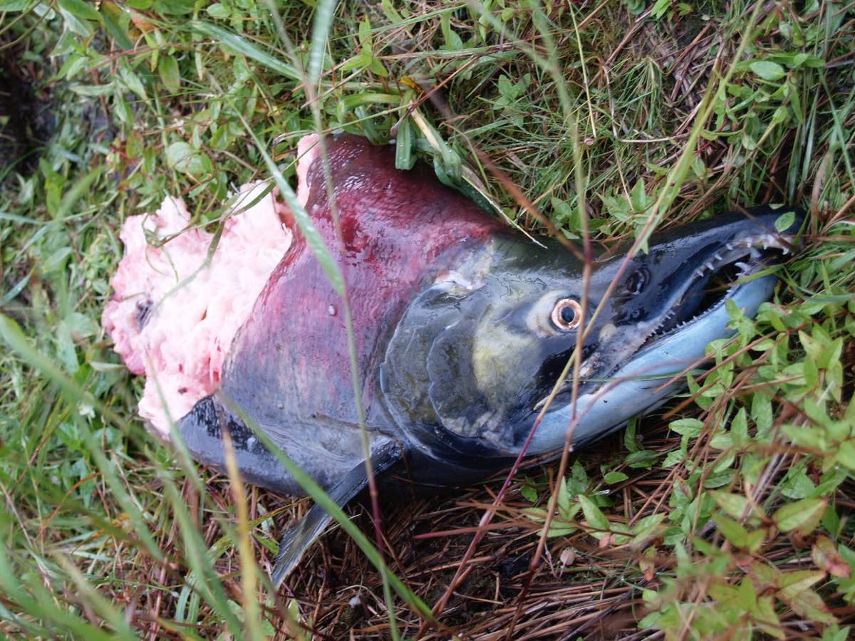 a dead sockeye salmon in the grass